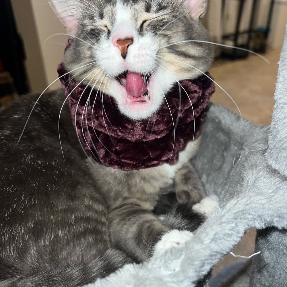 Homemade crochet Velvet/ purple very soft neck warmer small for cats